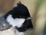 Московка - Parus ater фотография-11