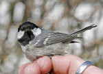 Московка - Parus ater фотография-12