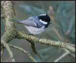 Московка - Parus ater фотография-16