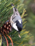 Московка - Parus ater фотография-17