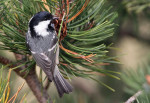 Московка - Parus ater фотография-4