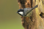 Московка - Parus ater фотография-5