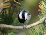 Московка - Parus ater фотография-7