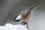 Сероголовая гаичка - Parus cinctus фотография-1