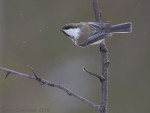 Сероголовая гаичка - Parus cinctus фотография-11