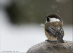 Сероголовая гаичка - Parus cinctus фотография-12