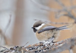 Сероголовая гаичка - Parus cinctus фотография-13