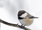 Сероголовая гаичка - Parus cinctus фотография-6