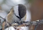 Сероголовая гаичка - Parus cinctus фотография-7