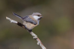 Сероголовая гаичка - Parus cinctus фотография-9