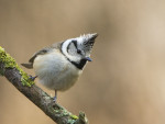 Хохлатая синица - Parus cristatus фотография-10