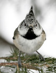 Хохлатая синица - Parus cristatus фотография-11