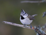 Хохлатая синица - Parus cristatus фотография-12