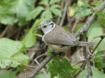 Хохлатая синица - Parus cristatus фотография-13