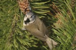 Хохлатая синица - Parus cristatus фотография-14