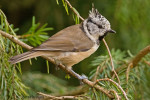 Хохлатая синица - Parus cristatus фотография-15