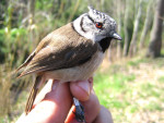 Хохлатая синица - Parus cristatus фотография-16