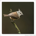 Хохлатая синица - Parus cristatus фотография-17