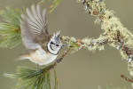 Хохлатая синица - Parus cristatus фотография-18