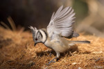 Хохлатая синица - Parus cristatus фотография-19