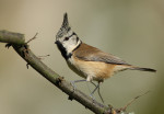 Хохлатая синица - Parus cristatus картинка-2