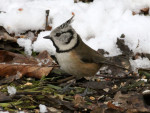 Хохлатая синица - Parus cristatus фотография-20