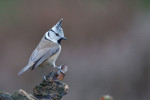 Хохлатая синица - Parus cristatus фотография-23