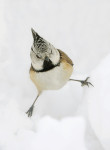 Хохлатая синица - Parus cristatus фотография-24