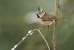 Хохлатая синица - Parus cristatus картинка-3