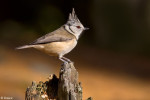 Хохлатая синица - Parus cristatus картинка-4