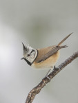Хохлатая синица - Parus cristatus картинка-5