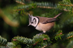 Хохлатая синица - Parus cristatus картинка-6