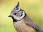 Хохлатая синица - Parus cristatus картинка-7