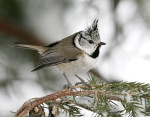 Хохлатая синица - Parus cristatus картинка-8