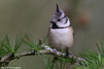 Хохлатая синица - Parus cristatus фотография-9