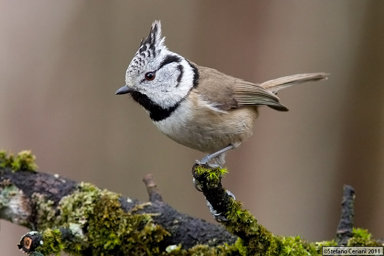 Хохлатая синица - Lophophanes cristatus (Linnaeus, 1758)