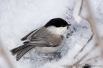 Пухляк - Parus montanus фотография-3