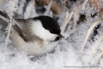 Пухляк - Parus montanus фотография-5