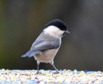 Пухляк - Parus montanus фотография-6