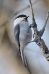 Пухляк - Parus montanus фотография-8