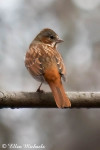 Лисья овсянка - Passerella iliaca photo gallery-6