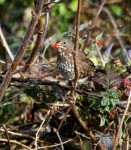 Лисья овсянка - Passerella iliaca photo gallery-9