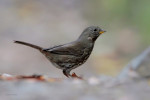 Пестрогрудая овсянка - Passerella unalaschcensis photo gallery-2