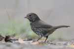 Пестрогрудая овсянка - Passerella unalaschcensis photo gallery-4
