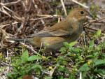 Индиговый овсянковый кардинал - Passerina cyanea photo gallery-8