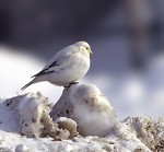 Островная пуночка - Plectrophenax hyperboreus photo gallery-1