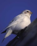 Островная пуночка - Plectrophenax hyperboreus photo gallery-2