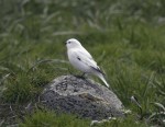 Островная пуночка - Plectrophenax hyperboreus photo gallery-3