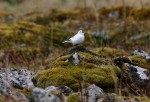 Островная пуночка - Plectrophenax hyperboreus photo gallery-4
