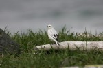 Островная пуночка - Plectrophenax hyperboreus photo gallery-5